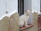 White pale eyed kitten on window sill