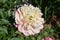 White and Pale Pink Peony Blossom Flowering