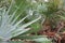 White Palmetto Palm Leaves with Blurred Background