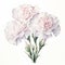 White Paloma Carnation Watercolor Painting For Card