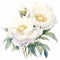 White Paloma Peony Watercolor Illustration For Photoshop