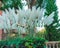 White Pampas Flower