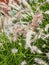 White pampas grass