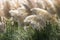 White pampas grass bushes in garden