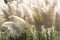 White pampas grass bushes in garden