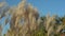 White pampas grass swing on wind in sky background.