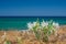 White Pancratium maritimum on the  beach, Crete island, Greece