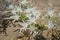 White Pancratium maritimum on the  beach, Crete island, Greece