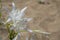 White Pancratium maritimum on the  beach, Crete island, Greece