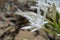 White Pancratium maritimum on the  beach, Crete island, Greece