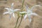 White Pancratium maritimum on the  beach, Crete island, Greece