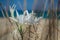 White Pancratium maritimum on the  beach, Crete island, Greece