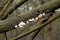 White panellus mitis mushrooms on a tree trunk