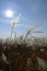 White panicles of miscanthus on the background of the sky with a bright sun in autumn