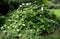 White panicles start upright but eventually lean outward and downward from the plant due to their weight. Foliage turns maroon to