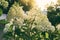 white paniculata hydrangea. Hydrangea paniculata Sundae Fraise boasting loose, fluffy, conical flower heads at the tips