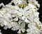 White paniculate phlox blooming close up
