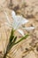 White pankration maritime flower close up