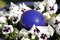 White pansies in a blue pot with a blue ceramic ball