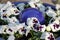 White pansies in a blue pot with a blue ceramic ball