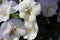 White pansies with copy space