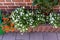 White pansies and orange petunias growing on a terrace in a brick container.