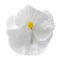 White pansy