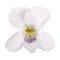 White pansy