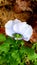 White pansy with a hint of purple in flower garden