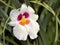 White Pansy Orchid