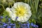 White papaver flower