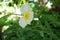 White Papaver nudicaule `Gartenzwerg` in the garden in May. Papaver is the type genus of the poppy family. Berlin, Germany