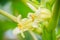 White papaya flowers on treetop. Organic papaya flower on the tr