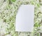 White paper card with closeup white lilac flowers