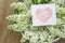 White paper card with closeup white lilac flowers