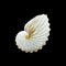 White Paper Nautilus or Argonauts seashell