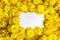 White paper sheet for notes in background of heads of yellow chrysanthemum flowers. Yellow floral autumn background