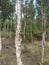 White paperbark forest or Melaleuca leucadendra