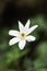 A White Paperwhite Flower Close-Up