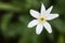 A White Paperwhite Flower Close-Up