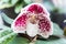 White Paphiopedilum orchid.
