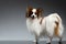 White Papillon Dog Stands and Looking back on black