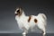 White Papillon Dog Stands and Looking Forward on black