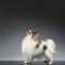 White Papillon Dog Stands and Looking Up on black