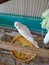 White parakeet snow