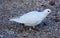 White Parisinian pigeon, Paris city avian. Peace dove in the streets of the famous French City.