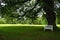 White park bench in the shade of a large tree