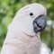 White parrot