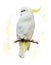 White Parrot