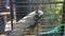 White parrot is biting cage, close up.